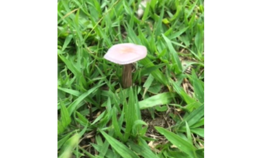 SILVANIA - FINCA DE PRODUCCION EN VENTA