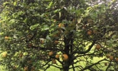 SILVANIA - FINCA DE PRODUCCION EN VENTA