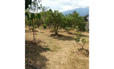 SILVANIA - FINCA DE PRODUCCION EN VENTA
