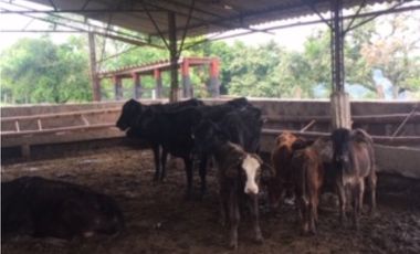 SILVANIA - FINCA DE PRODUCCION EN VENTA
