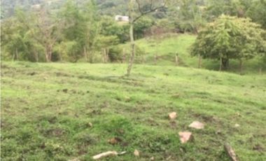 SILVANIA - FINCA DE PRODUCCION EN VENTA