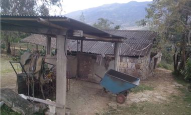 SILVANIA - FINCA DE PRODUCCION EN VENTA