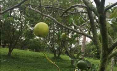 SILVANIA - FINCA DE PRODUCCION EN VENTA