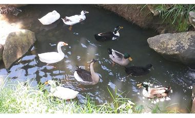 Venta Finca de recreo en Copacabana Antioquia.