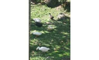 Venta Finca de recreo en Copacabana Antioquia.