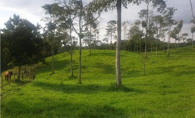 SE VENDE FINCA EN FILANDIA