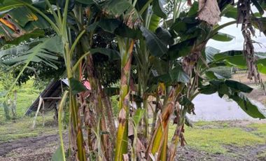 Finca Productiva en Venta Los Palmitos, Sucre: Ganadería y Cultivos
