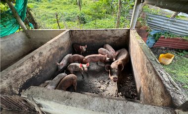 Finca Productiva en Venta Los Palmitos, Sucre: Ganadería y Cultivos