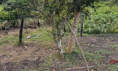 Finca Productiva en Venta Los Palmitos, Sucre: Ganadería y Cultivos