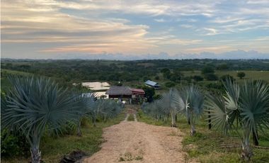 Finca Productiva en Venta Los Palmitos, Sucre: Ganadería y Cultivos