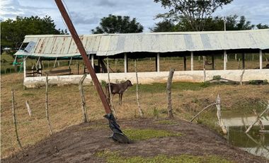 Finca Productiva en Venta Los Palmitos, Sucre: Ganadería y Cultivos
