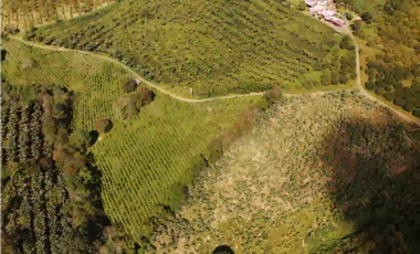 Venta de Finca Tipica Sembrada en Banano Aguacate Yuca Calarcá