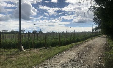 Se Vende Lote Rural Vereda Murillo Armenia Quindio