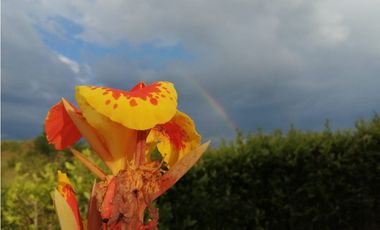 VENTA CASA CAMPESTRE VIA  QUIMBAYA  ALCALA (V.)