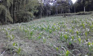 VENTA LOTE MIRADOR DE LAS PALMAS  TEBAIDA