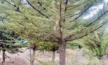 Parcela en venta en LITUECHE