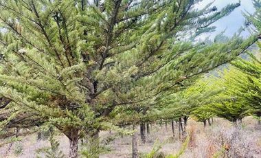 Parcela en venta en LITUECHE