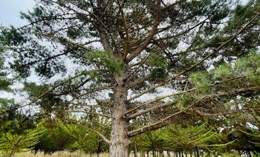 Parcela en venta en LITUECHE