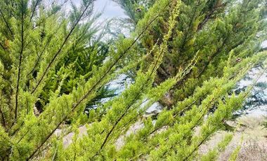 Parcela en venta en LITUECHE