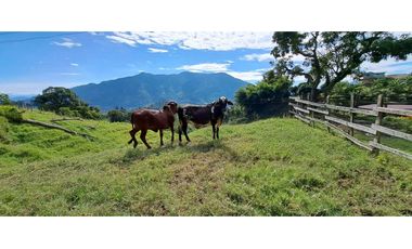 VENDO FINCA EN AMAGA ANTIOQUIA