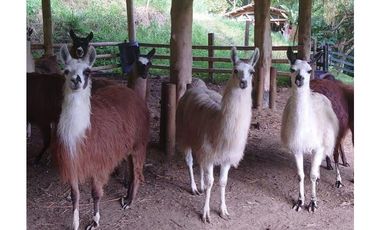 Venta Finca Girardota Corregimiento Cabildo Antioquia