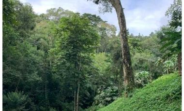SE VENDE FINCA 4 HECTAREAS LAS MINAS HERRERA
