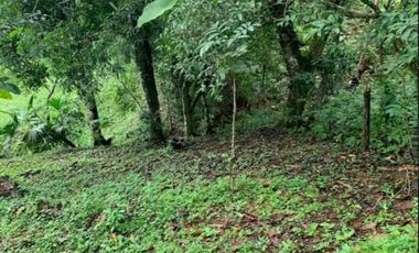 SE VENDE FINCA 4 HECTAREAS LAS MINAS HERRERA