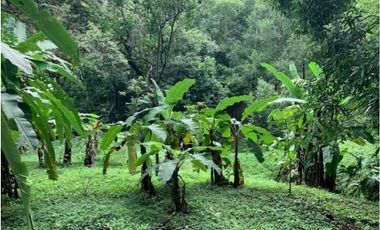 SE VENDE FINCA 4 HECTAREAS LAS MINAS HERRERA