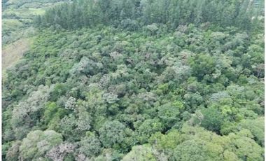 SE VENDE FINCA 4 HECTAREAS LAS MINAS HERRERA