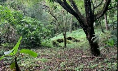 SE VENDE FINCA 4 HECTAREAS LAS MINAS HERRERA