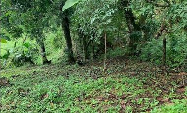 SE VENDE FINCA 4 HECTAREAS LAS MINAS HERRERA