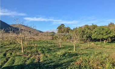 Illapel Parcela en producción 2 Pozos y acciones agua Paltos Nogales