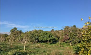 Illapel Parcela en producción 2 Pozos y acciones agua Paltos Nogales