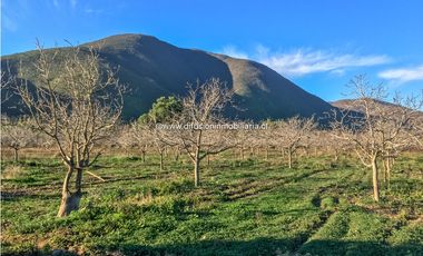 Illapel Parcela en producción 2 Pozos y acciones agua Paltos Nogales