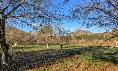 Illapel Parcela en producción 2 Pozos y acciones agua Paltos Nogales