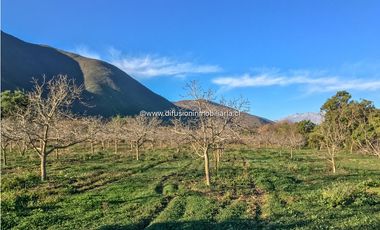 Illapel Parcela en producción 2 Pozos y acciones agua Paltos Nogales