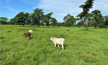 GRAN EXTENSION DE ESTE RANCHO EN ACAPETAHUA CHIAPAS.