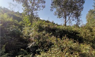 Lote independiente para la venta en vía don Diego la ceja (LDC)