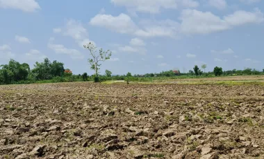 Land for sale in Doi Lan, Chiang Rai