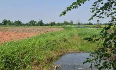 Land for sale in Doi Lan, Chiang Rai