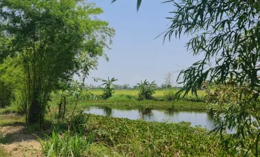 Land for sale in Doi Lan, Chiang Rai
