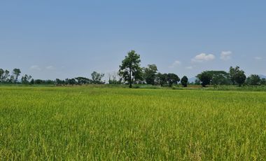 Land for sale in Doi Lan, Chiang Rai