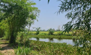Land for sale in Doi Lan, Chiang Rai