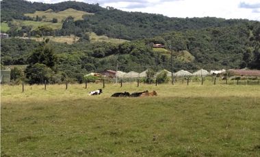 Lote ideal para Ecohotel   sector de Pantanillo/Envigado