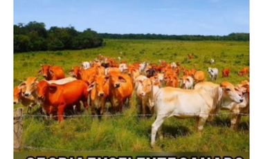 HACIENDA DE 2.000 HECTAREAS EN VENTA, PUERTO LOPEZ META