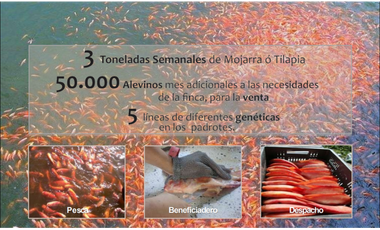VENTA FINCA 263 HECT. EN VILLA NUEVA CASANARE