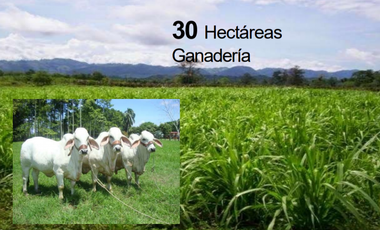 VENTA FINCA 263 HECT. EN VILLA NUEVA CASANARE
