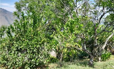 VENTA CASA FINCA VEREDA MESTIZAL SAN JERONIMO ANTIOQUIA