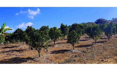 Vendo Finca Barichara Vereda San jose Los Gaques