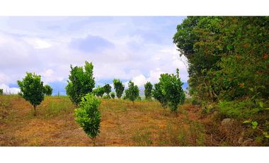 Vendo Finca Barichara Vereda San jose Los Gaques